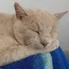 Wendell A Brock - @zdipi.com - TikTok