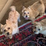 Wendell, Phoebe, and Henry - @terrier_trio614 - Instagram