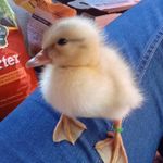 Molly Wendell-Pearson - @wendellpearson_pets - Instagram