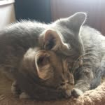 @wendell_and_prim - Instagram