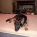 Bring Balou Home-Wendell NC- German Shepherd - Facebook