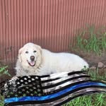 Wendi Fields - @qtcattle - Instagram