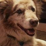 Wendi Fields - @qtcattlefurbabies - Instagram