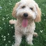 Wendy Henry - @wendy_garling_henry - Instagram