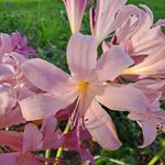Wendi Rogers - @wendirogers1 - Instagram