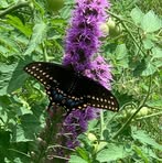 Wendy Schaefer - Facebook