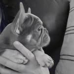 Wendi Smart - @smart_frenchies - Instagram