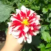 wendyyareylin - @wendismart90 - TikTok