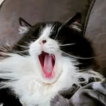 Wendy + Louie - @2cats1tooth - Instagram