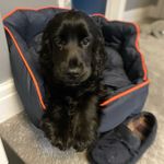 Wendy Abraham - @cooperandotiscockerbrothers - Instagram