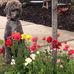 The Folks/ John and Wendy and the barking poodles Jack and Allie - Facebook