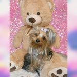 My Name Is Wendy Amato🐶❤️ - @wendyyorky - Instagram