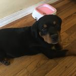 Wendy Annas - @wendy_and_roxie - Instagram