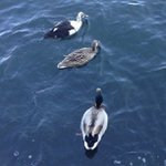 Wendy Blakeman - @giblityre - Instagram