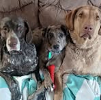 Wendy Goshe Blott - Facebook