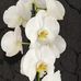 Wendy Blumenthal - Facebook