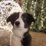Привет, я бордер колли Венди - @_border_wendy_ - Instagram