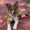 Border Wendy 🐾 - @border.wendy - TikTok