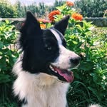 Wendy & Zip + Friends - @wendyandzipbordercollies - Instagram