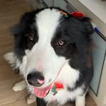 Wendy Border Collie - @wendy21bc - Instagram