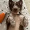 Wendy Border Collie - @wendy.bcollie - TikTok