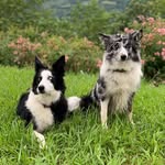 Wendy e India Border Collies🐶🐣 - @bordercollies_wendyindia - Instagram