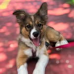 Wendy Maria | Border Collie - @borderc.wendy - Instagram