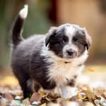 Wendy The BC - @wendytheborder - Instagram