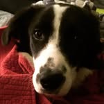 Wendy The Border Collie - @wendythepup3y - Instagram