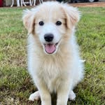 Wendy the Wheaton Border Collie - @wendylicious_doggo - Instagram