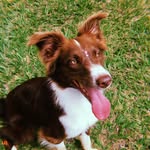 Wendy - @wendy.bordercollie - Instagram
