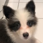 Wendy - @wendy_border_collie - Instagram