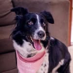 🐶🏐Wendy🌺🦴 - @wendy_bordercollie_ - Instagram