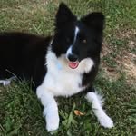 Wendy - @wendy_gomes_bordercollie - Instagram