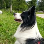 Wendy







Border Collie - @wendy.doggo - Instagram