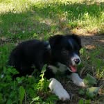 wendybordercollie - @wendybordercollie - Instagram