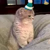 Avocado - @wendyborn1998 - TikTok