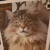 Wendy Boston - @wendy.boston4 - TikTok