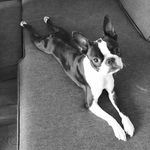 Wendythebostonterrier - @wendybostonterrier - Instagram