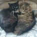 Wendy Bourassa - Facebook
