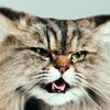 Catlindwendy8 - @catlindwendy8 - TikTok