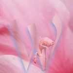 wendy ching - @puddlemaker101 - Instagram