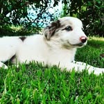 Hi, I' m Wendy 🐶 - @wendy_colliedog - Instagram
