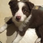 Wendy 🐶☀️❤️ - @wendy.border.collie - Instagram