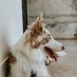 Wendy 🐾 - @wendy_collie - Instagram