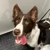 wendy 🐶 - @wendybordiecollie - TikTok