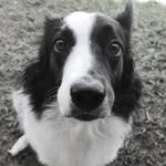 WENDY COLLIE - @bordercollie.wendy - Instagram