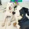 Wendy e Bepo Collie - @wendy_bepo_collie - TikTok