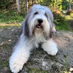 Wendy the Bearded Collie - @wendy_thebeardie - Instagram
