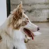 Wendy - @wendy.collie - TikTok